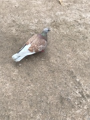 Columba livia domestica