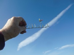 Polygala peduncularis