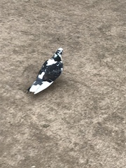 Columba livia domestica