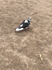Columba livia domestica