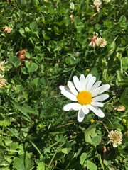 Leucanthemum vulgare