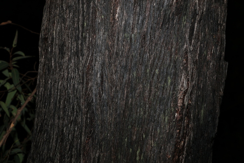 Image of Eucalyptus baileyana by (c) Greg Tasney, some rights reserved (CC BY-SA)