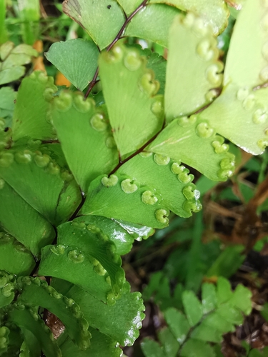 Adiantum patens image