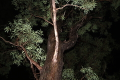 Eucalyptus baileyana