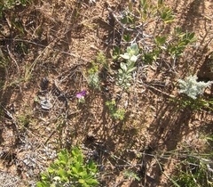 Polygala peduncularis