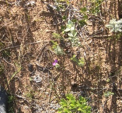 Polygala peduncularis