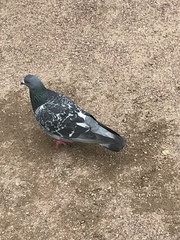 Columba livia domestica
