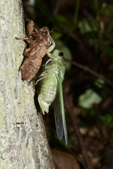 Cryptotympana atrata