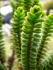 Veronica pauciramosa