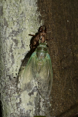 Cryptotympana atrata