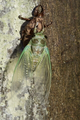 Cryptotympana atrata