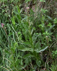 Cirsium monspessulanum