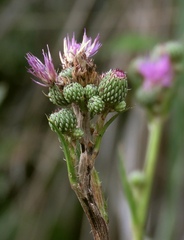 Cirsium monspessulanum
