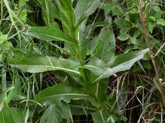 Cirsium monspessulanum