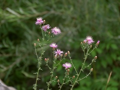Centaurea leucophaea