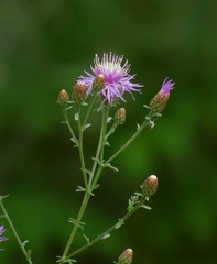 Centaurea leucophaea