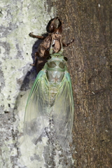 Cryptotympana atrata