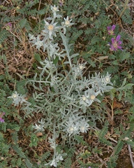 Centaurea leucophaea
