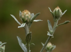Centaurea leucophaea