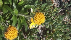 Arnica griscomii