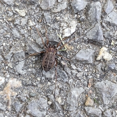Zachaeus