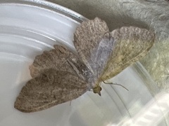 Philereme vetulata