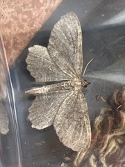 Philereme vetulata
