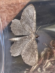 Philereme vetulata