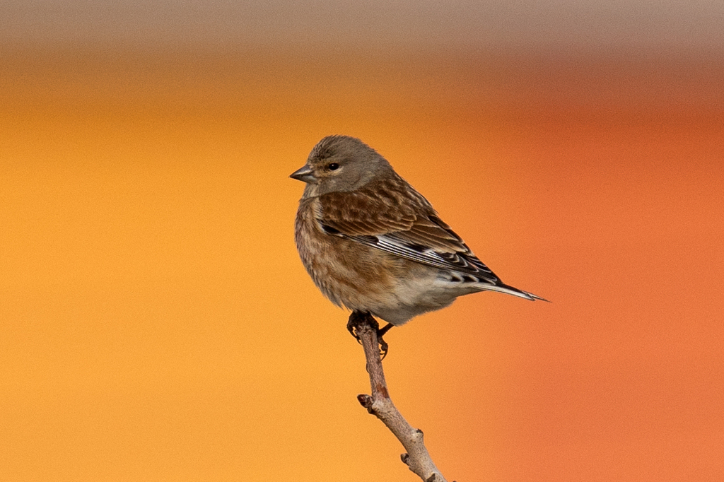 Common Linnet