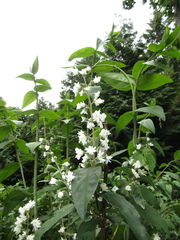 Deutzia lemoinei