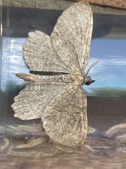 Philereme vetulata