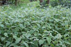 Koenigia campanulata