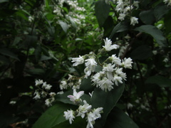 Deutzia lemoinei