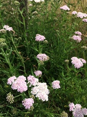 Achillea millefolium