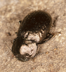 Adelium abbreviatum
