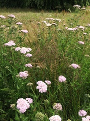 Achillea millefolium