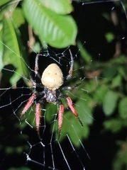 Hortophora capitalis
