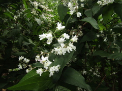 Deutzia lemoinei