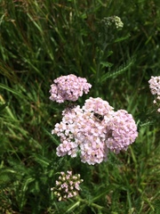 Achillea millefolium