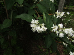 Deutzia lemoinei