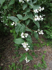 Deutzia lemoinei