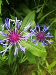 Centaurea montana