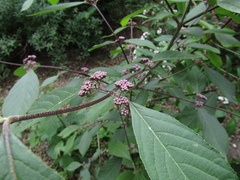 Callicarpa bodinieri