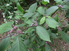Callicarpa bodinieri