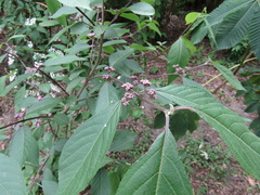 Callicarpa bodinieri