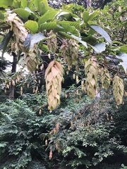 Carpinus japonica