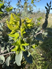 Crotalaria cunninghamii