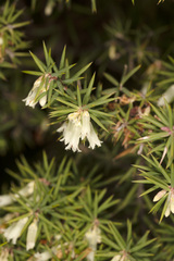 Leptecophylla divaricata