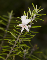 Westringia brevifolia