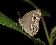 Mycalesis perseoides
